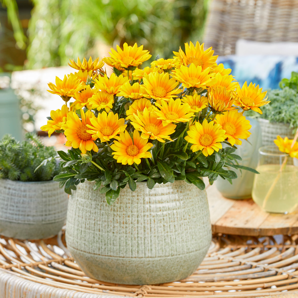 Gazania Suncarpet® - Gazania Suncarpet® - Fleurs pour terrasses et balcons