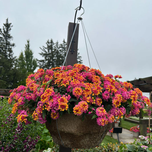 3 Lantana Passionfruit - Lantana Passionfruit - Terrasses et balcons