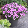 3 Pétunias Lavender Blush - Bakker