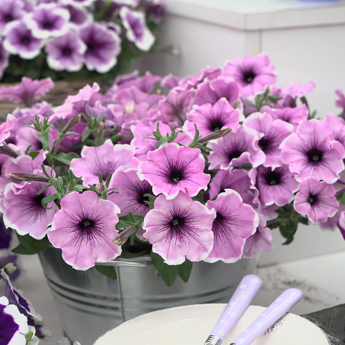 3 Pétunias Lavender Blush - Petunia Famous Lavender Blush - Bakker