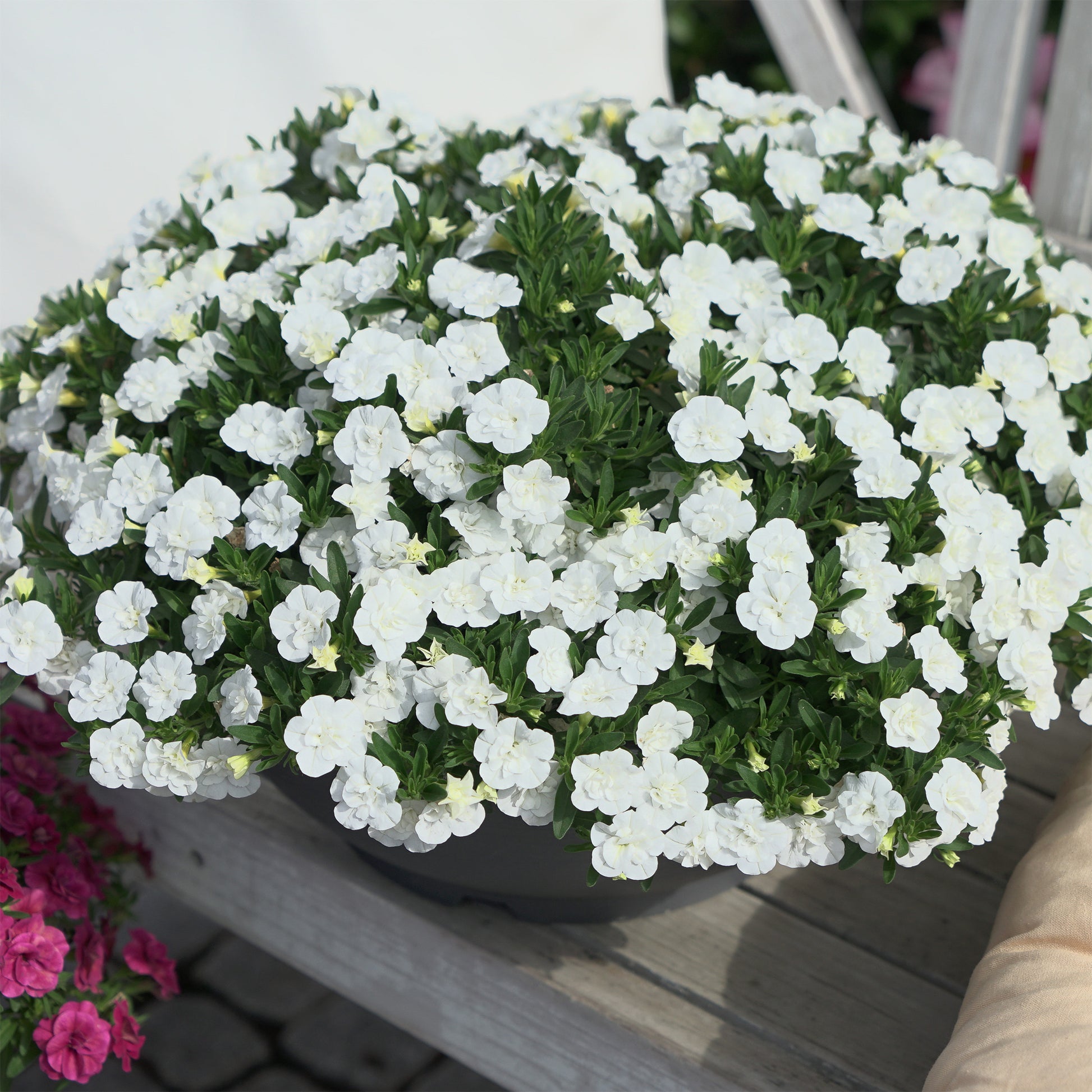 Mini-pétunia à fleurs doubles blanches - Bakker