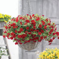 Mini-pétunia rouges  - Calibrachoa hybride red - Bakker