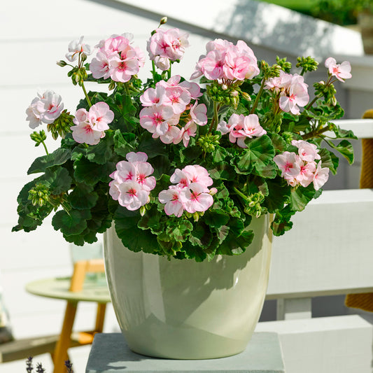 Geranium zonale Estelle - Bakker
