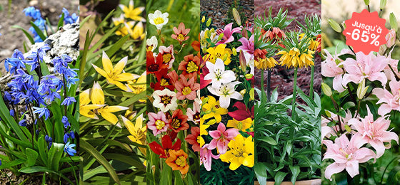 Bulbes : nos coups de coeur à prix mini !