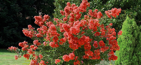 Le Lilas des Indes rouge est à -50% pendant 2 jours !