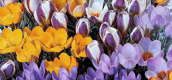 Les 50 Crocus botaniques en mélange sont à -60% !