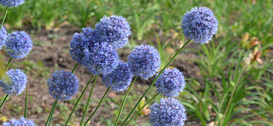 Les 20 bulbes d'Alliums bleus sont à -60% !