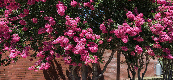 Le Lilas des Indes roses à -30% !