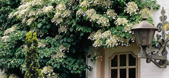 L'hortensia grimpant est à -55% soit 4.02€ au lieu de 8.95€ !