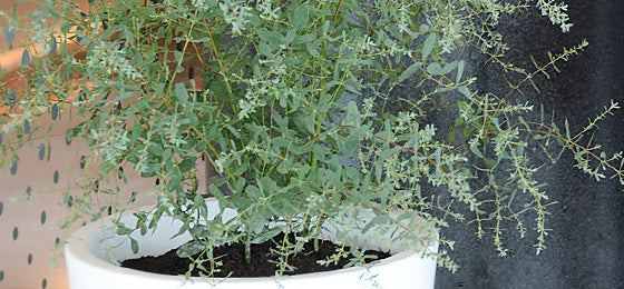 L'Eucalyptus gunnii est t à -55% soit 7.85€ au lieu de 17.45€