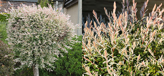 Le Saule Crevette sur tige à -50%!