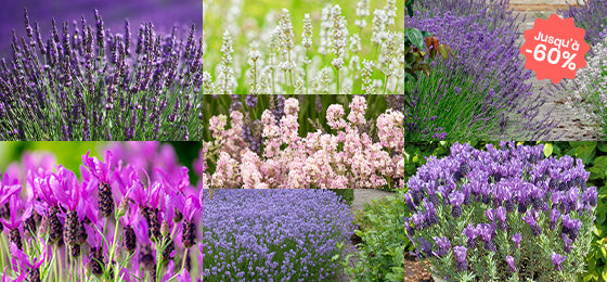 Jusqu’à -60% sur les lavandes !