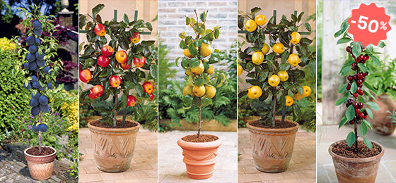 Vente flash : 5 mini-fruitiers à -50% ce week-end !