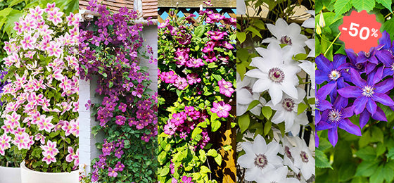 5 variétés de clématites à -50%