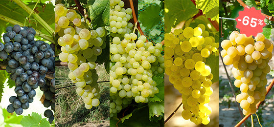 5 variétés de vignes à -65% de remise !