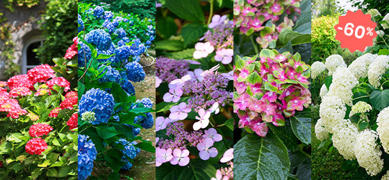 Vente flash : 5 hortensias à -60% !