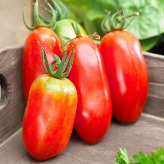 Tomate San Marzano 3