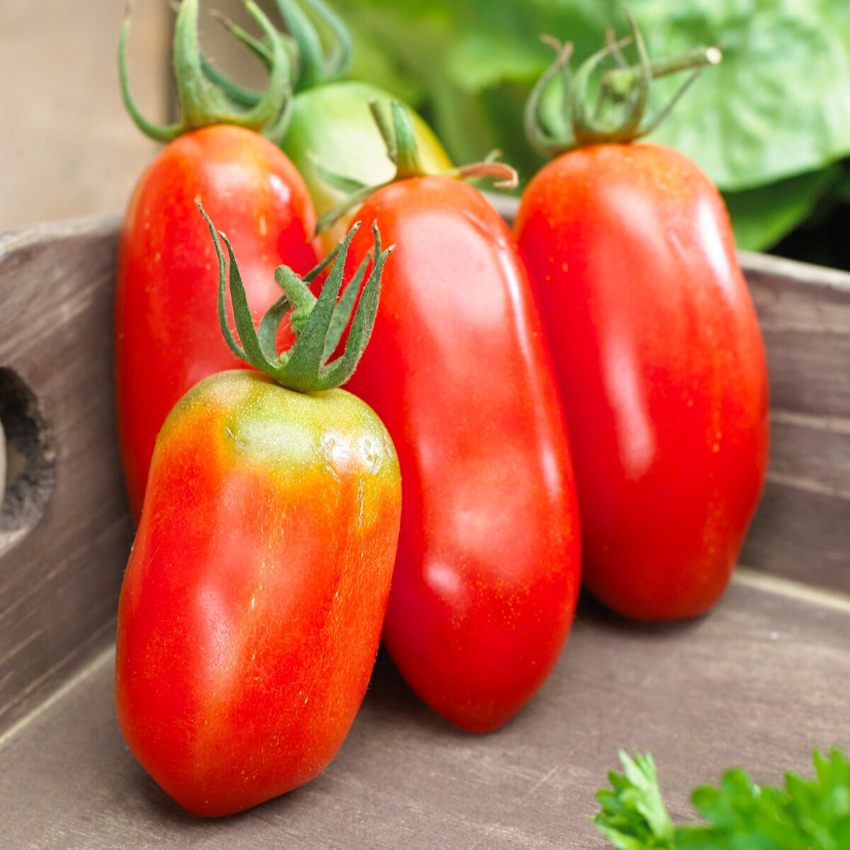 Collection 3 tomates savoureuses (Coeur de Boeuf, Saint Pierre, San M - Bakker.com | France