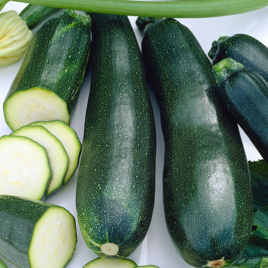 Courgette Black Beauty