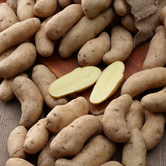 25 Pommes de terre Ratte - Bakker