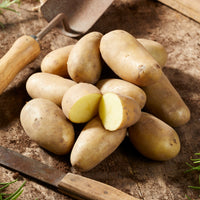 Solanum tuberosum amandine - 25 Pommes de terre Amandine - Plants de pommes de terre
