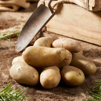 Plants de pommes de terre - 25 Pommes de terre Amandine - Solanum tuberosum amandine