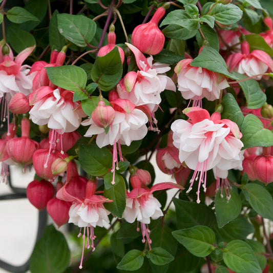 Fuchsia retombant Swingtime - Bakker