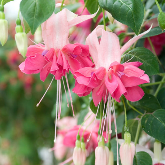 3 Fuchsias à fleurs géantes Bella Rosella