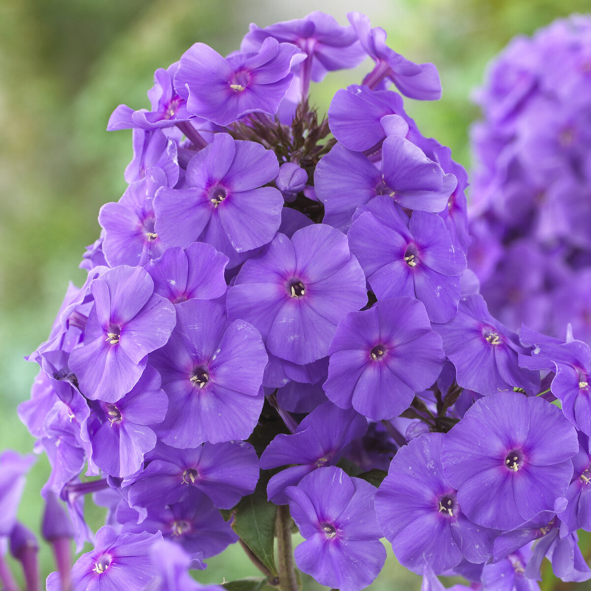 Phlox - Phlox paniculata Amethyst - Phlox paniculata Amethyst