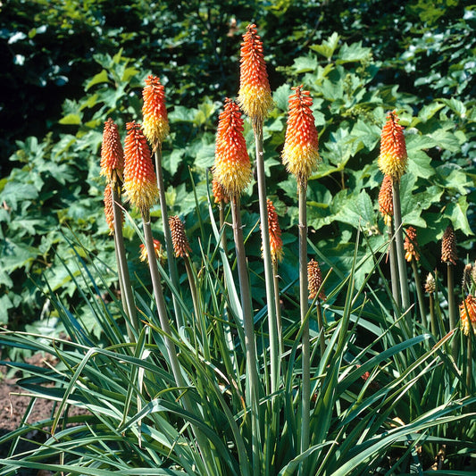 Bakker - 5 Tritomas - Kniphofia uvaria