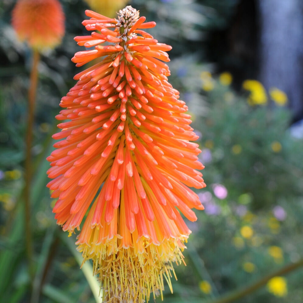 Kniphofia uvaria - 5 Tritomas - Kniphofia