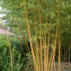 Bakker - Bambou traçant jaune - Phyllostachys aureosulcata aureocaulis - Bambou