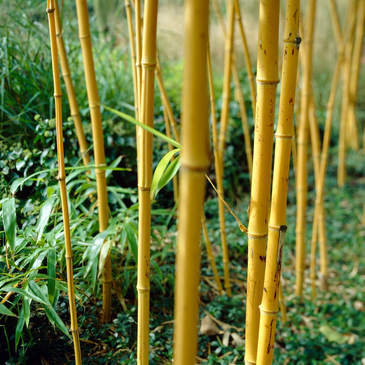 Bakker - Bambou traçant jaune - Phyllostachys aureosulcata aureocaulis