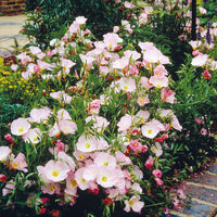 Oenothera speciosa siskiyou pink - 2 Oenothères roses Siskiyou Pink - Plantes vivaces