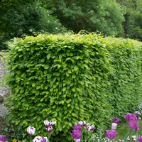 Haie de 10 Charmes - Carpinus betulus - Bakker