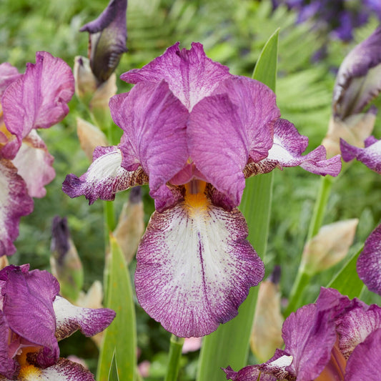 3 Iris de jardin remontant Autumn Encore - Bakker