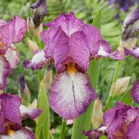 Iris germanica autumn encore, lovely again - Collection d'Iris remontants Autumn Encoree et Lovely Again - Vivaces fleuries