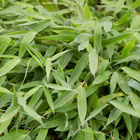 Bakker - Bambou vert non-traçant - Arundinaria murielae