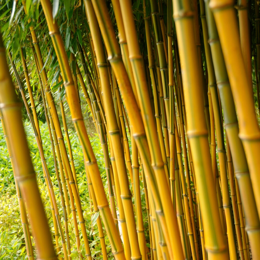Vente Bambou traçant panaché