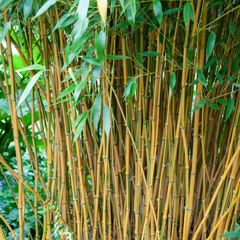 Phyllostachys aureosulcata spectabilis - Bambou traçant panaché - Bambou