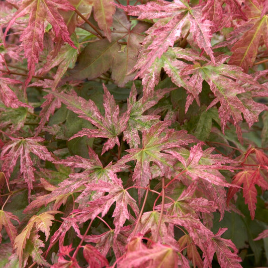 Erable du Japon Phoenix - Bakker