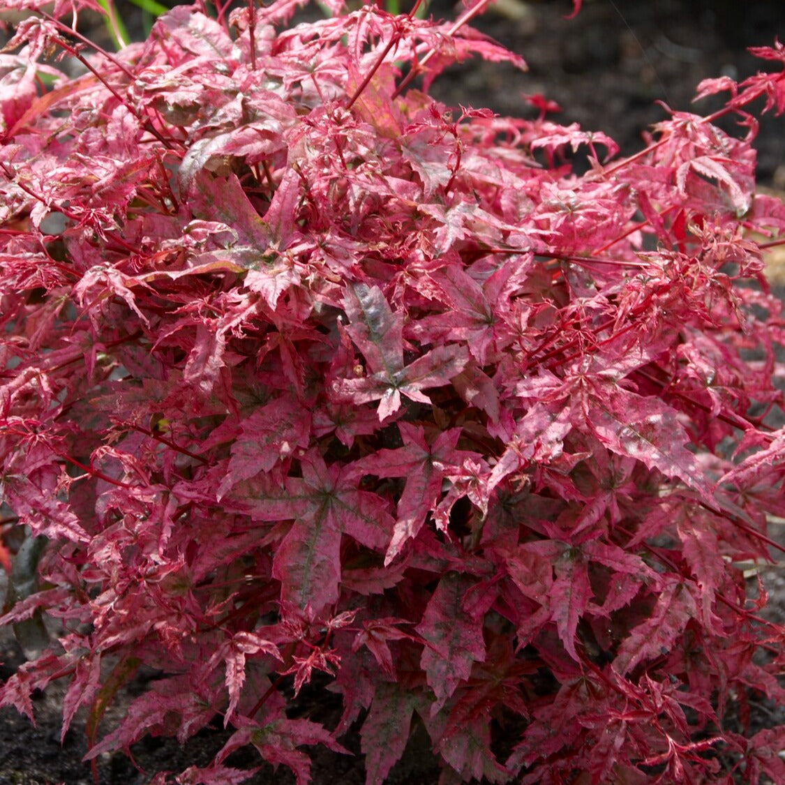 Vente Erable japonais 'Beni-maiko' - Acer palmatum Beni Maiko
