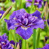 2 Iris de Sibérie Double Standard - Bakker