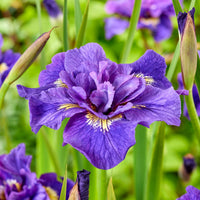 Collection d'Iris de Sibérie - Iris sibirica Double Standard,  Concord Crush,  Pink Parfait - Bakker