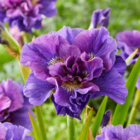 Vivaces fleuries - Collection d'Iris de Sibérie - Iris sibirica Double Standard,  Concord Crush,  Pink Parfait