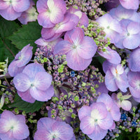 Hortensia Blueberry Cheesecake - Hydrangea macrophylla Blueberry Cheesecake - Bakker