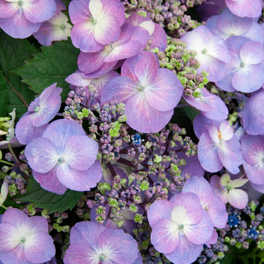 Hortensia Blueberry Cheesecake