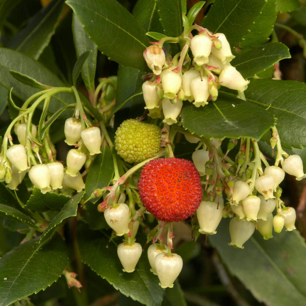 Arbustes à feuillage persistant - Arbousier - Arbutus unedo