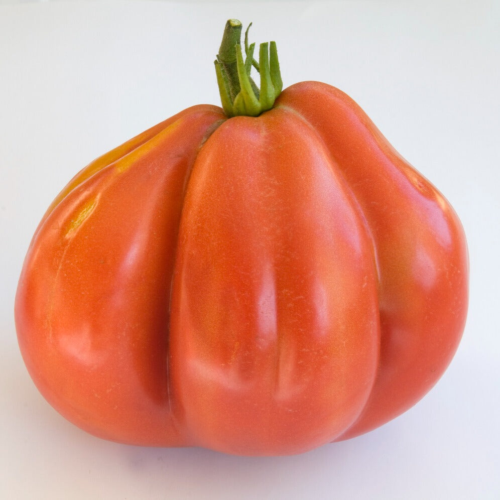 Tomate  Liguria - Solanum lycopersicum liguria - Bakker