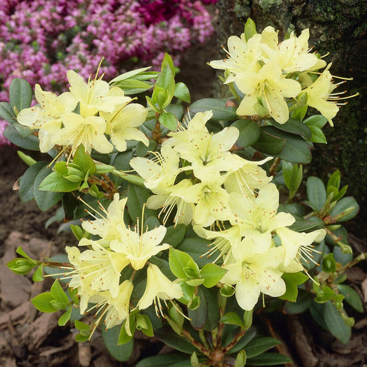 Rhododendron Princess Anne